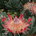 Protea rouppellii